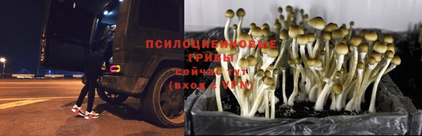 шишки Гусь-Хрустальный